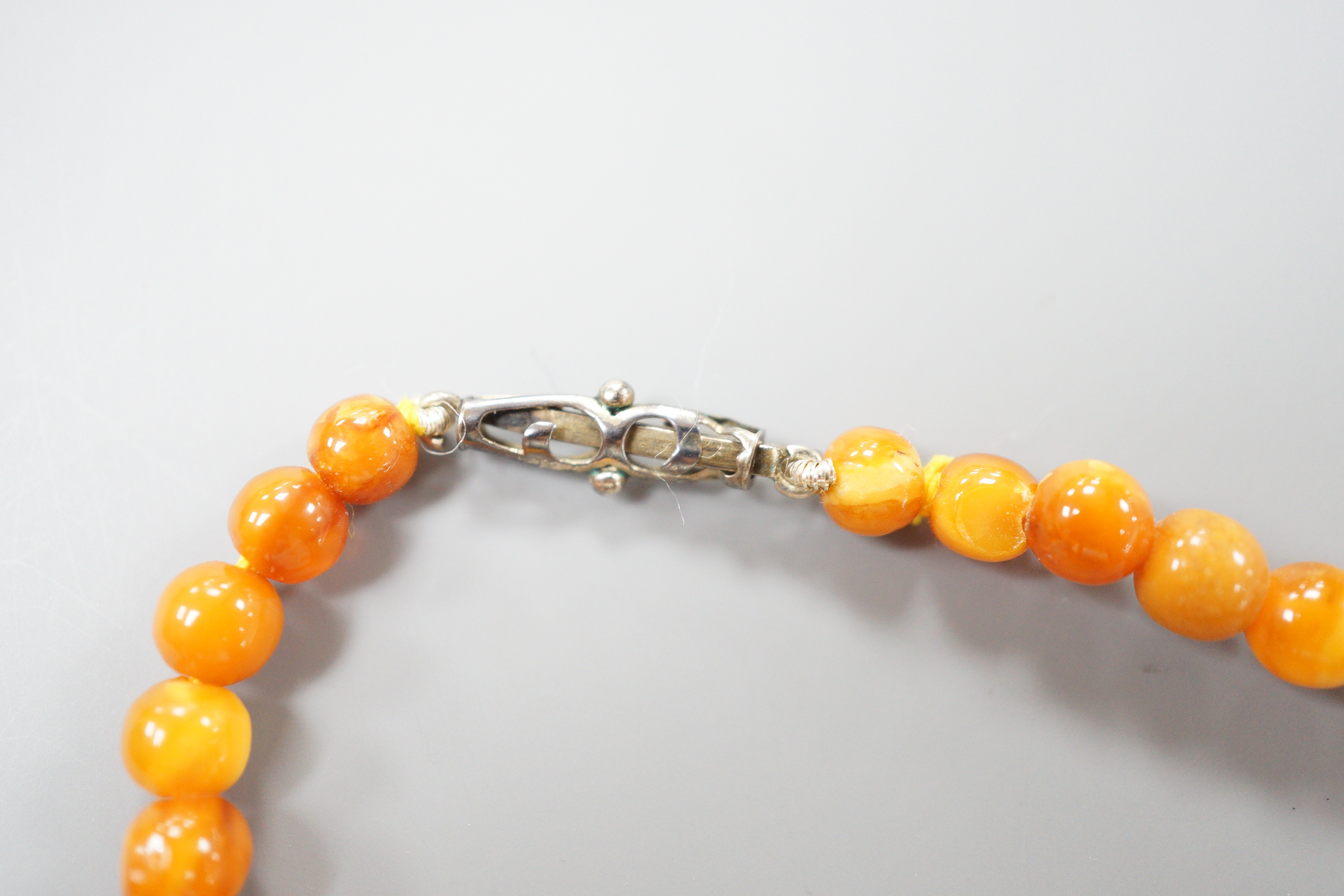 A singe strand graduated circular amber bead necklace, 42cm, gross weight 16 grams.